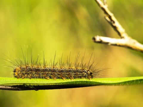 Pine Processionary Moth