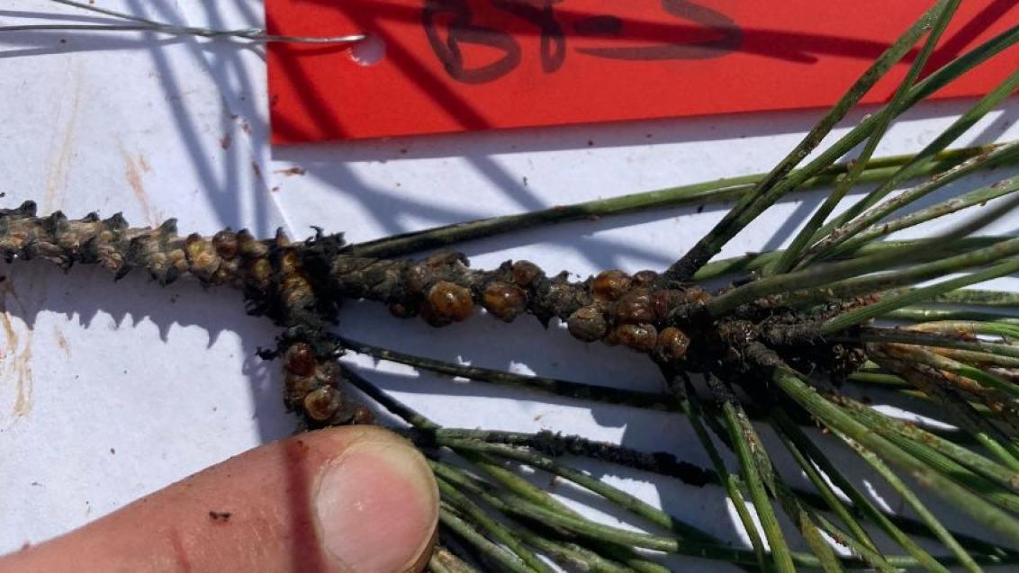 850x478_cochenille_1.jpg FR
