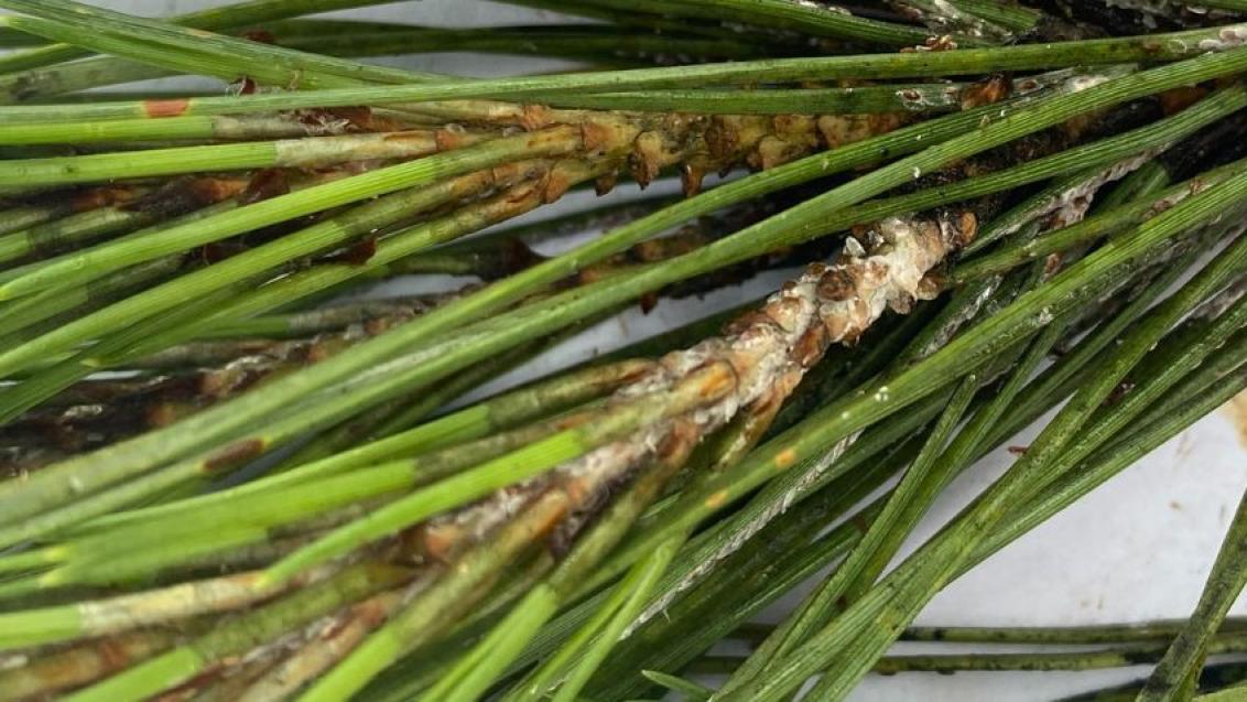 850x478_cochenille_3.jpg FR