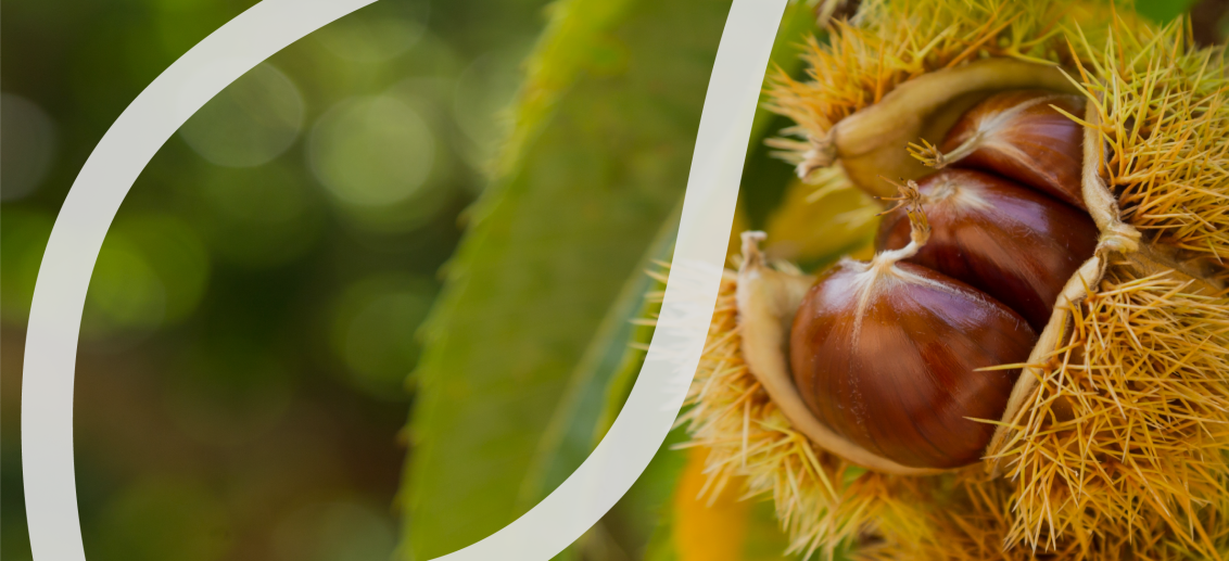 treecare_banner_landing_page3