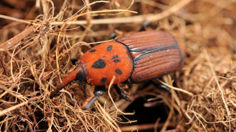 Red Palm Weevil