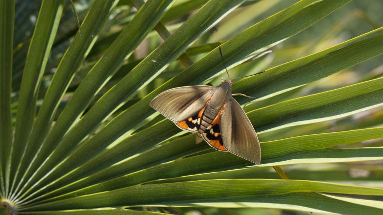 Palm Moth