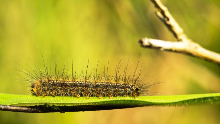 Pine Processionary Moth