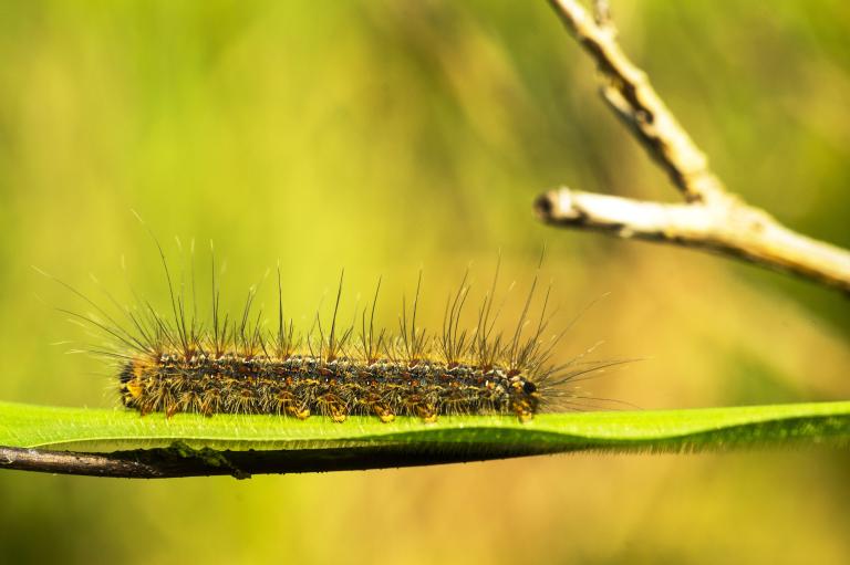 Pine Processionary Moth
