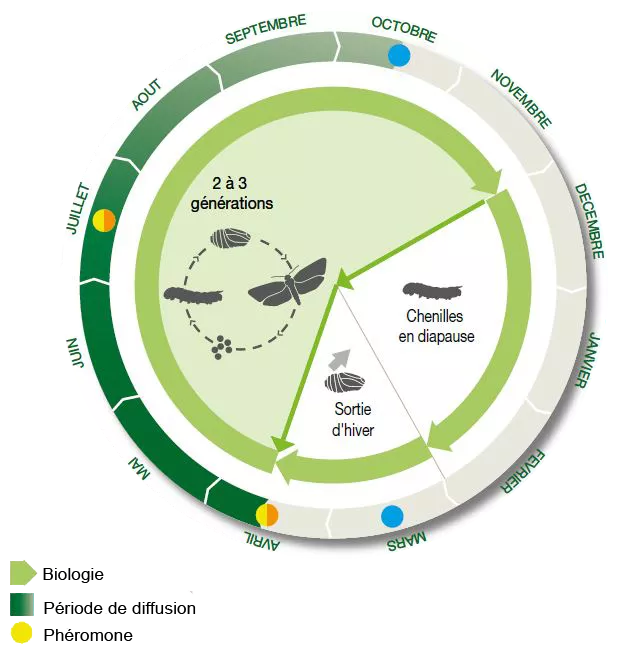 cycle_pyrale_buis.webp FR