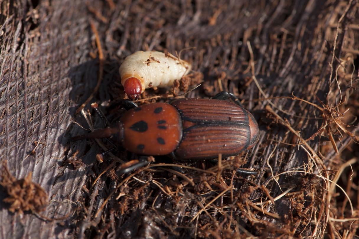 Red Palm Weevil