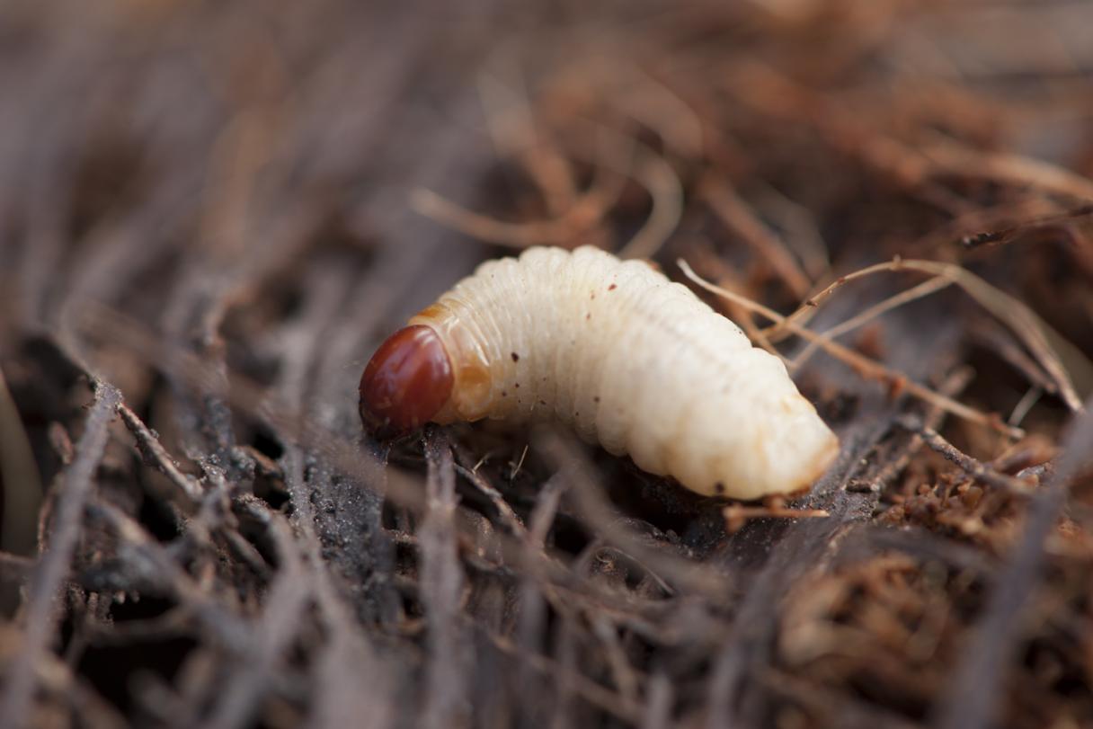 Red Palm Weevil Larvae
