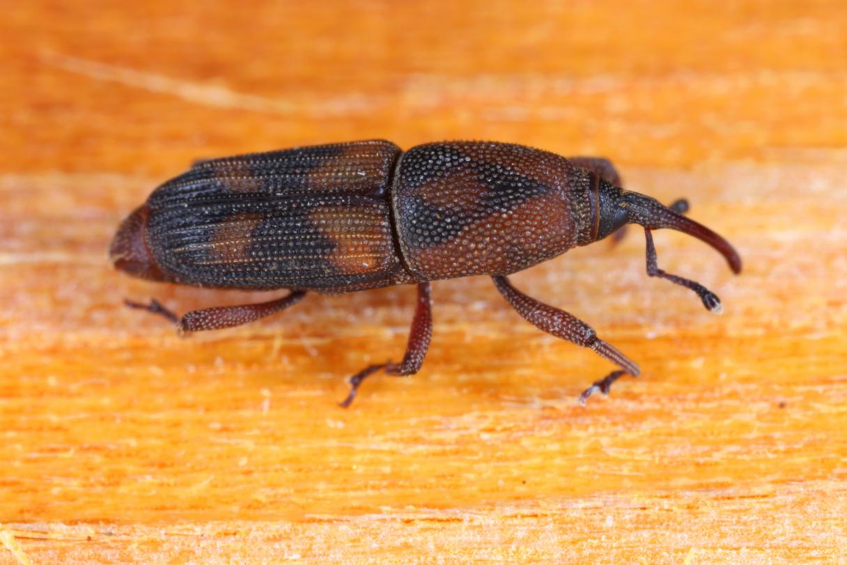 Four Spotted Coconut Weevil