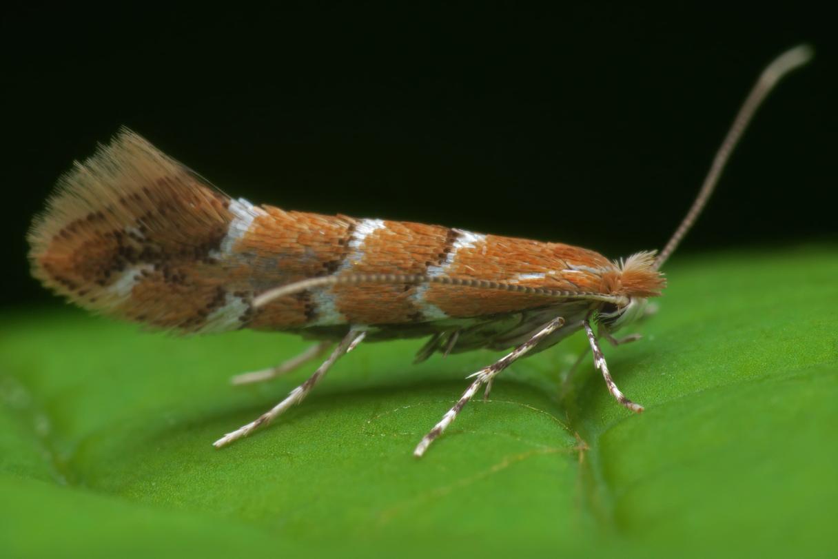 Horse Chestnut Leaf Miner