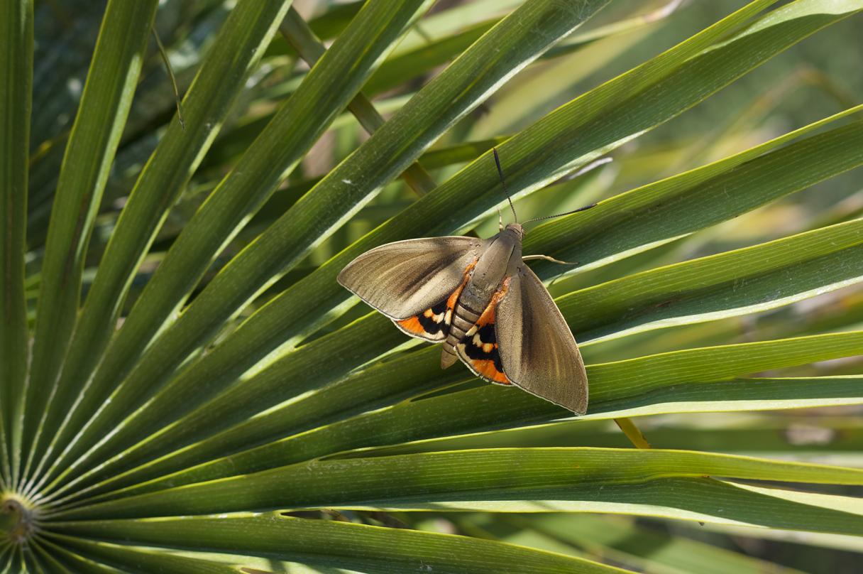 Palm Moth